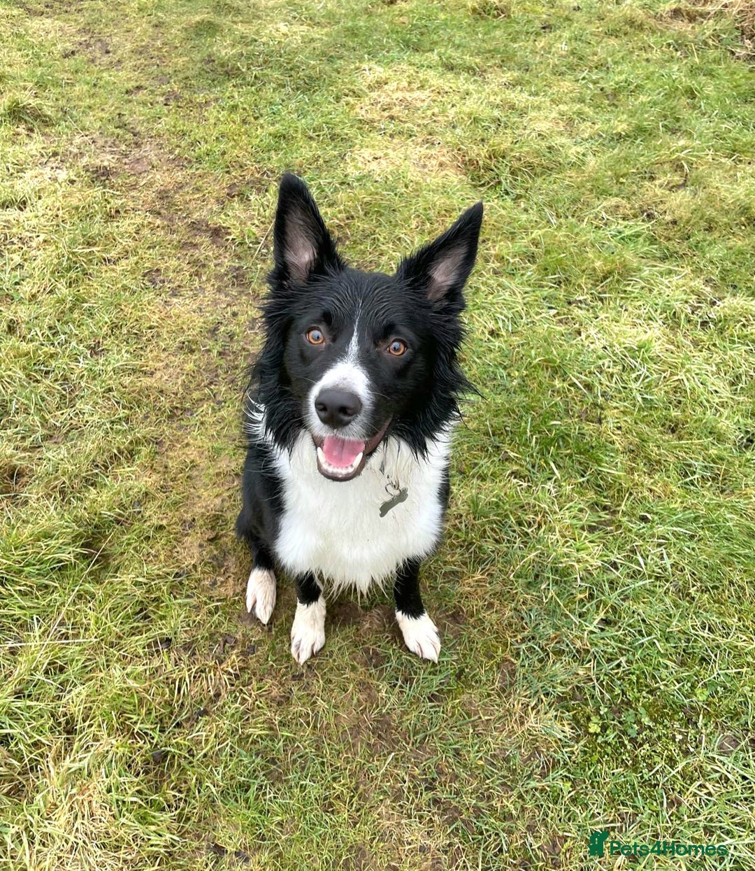 Border Collie dogs for sale: Male Border Collie - Image 3