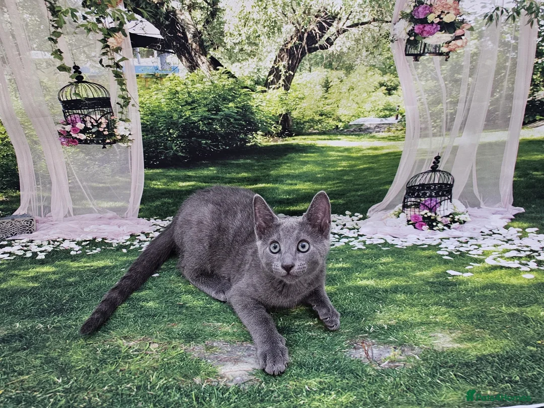 Russian Blue cats for sale: GCCF Registered Russian Blue Kittens – Ready Now  - Advert 12
