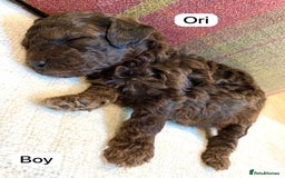 Mixed Breed dogs for sale: Gorgeous Cockapoo/Jackapoo Puppies - Image 6