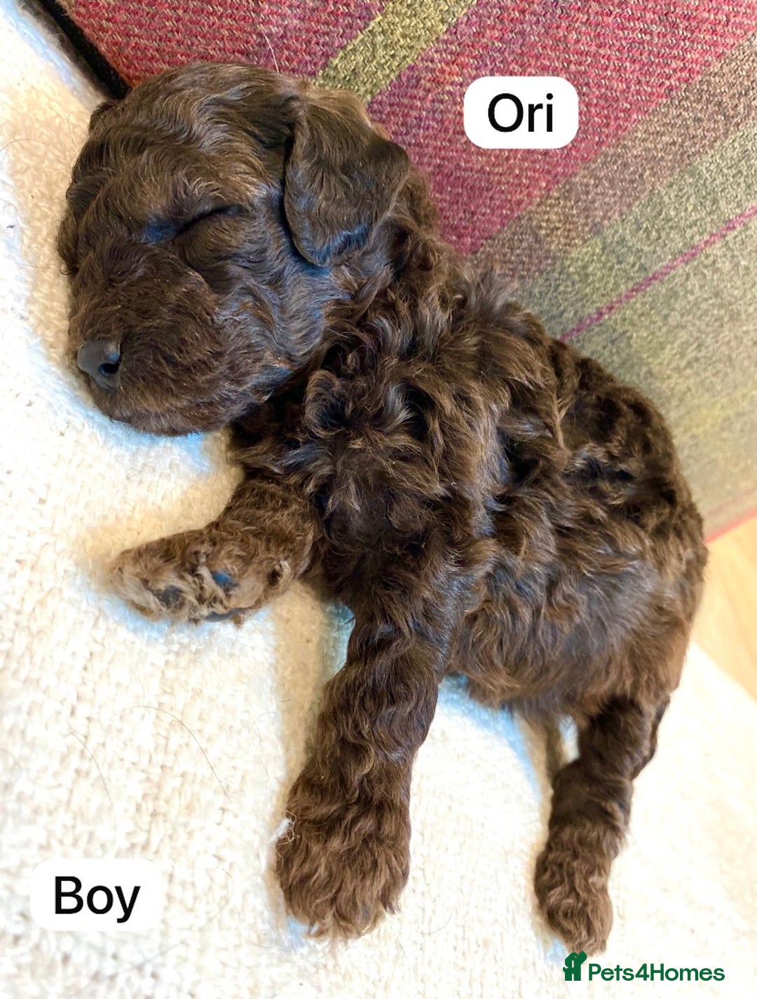 Mixed Breed dogs for sale: Gorgeous Cockapoo/Jackapoo Puppies - Image 6