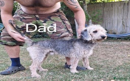 Mixed Breed dogs for sale: Pups for sale - Image 6