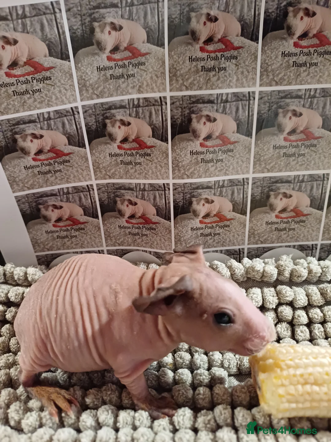 Guinea Pig rodents for sale: Skinny/wolfies? Swiss and teddys - Advert 8