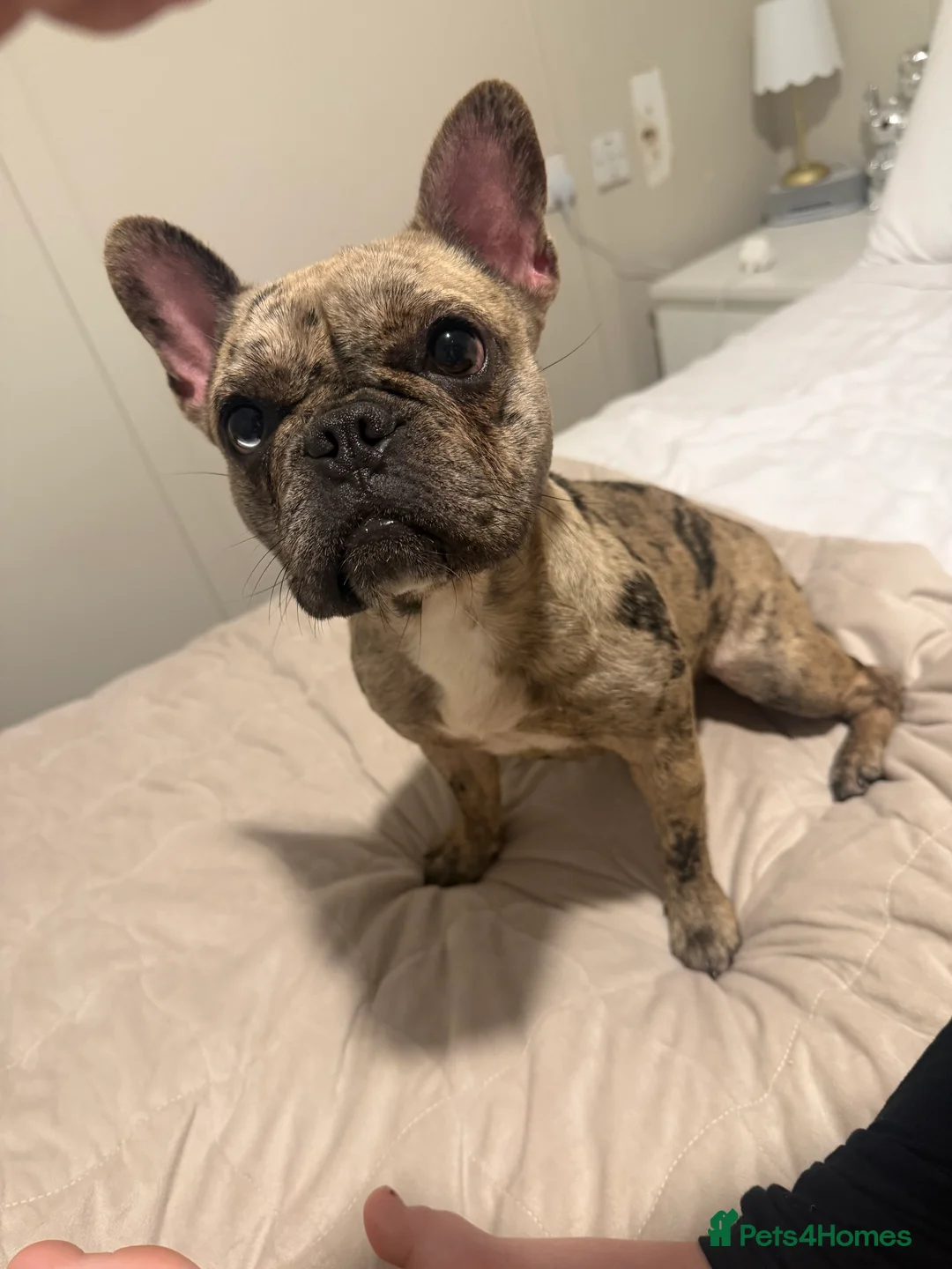 French Bulldog dogs for sale: Female Merle 11 month old French bulldog  in West Drayton - Advert 2