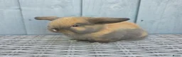 Mini Lop rabbits for sale: 3 Baby mini lops ready to reserve - Advert 4
