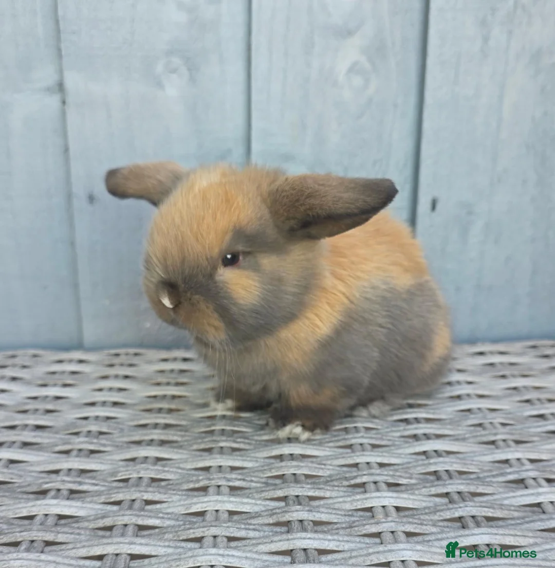 Mini Lop rabbits for sale: 3 Baby mini lops ready to reserve - Advert 4