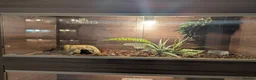 Corn Snake reptiles for sale: Corn snake - Advert 4