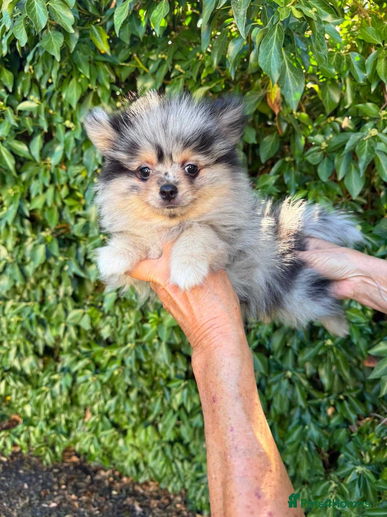 Pomeranian dogs Beautiful Pomeranian Puppies - Advert 2