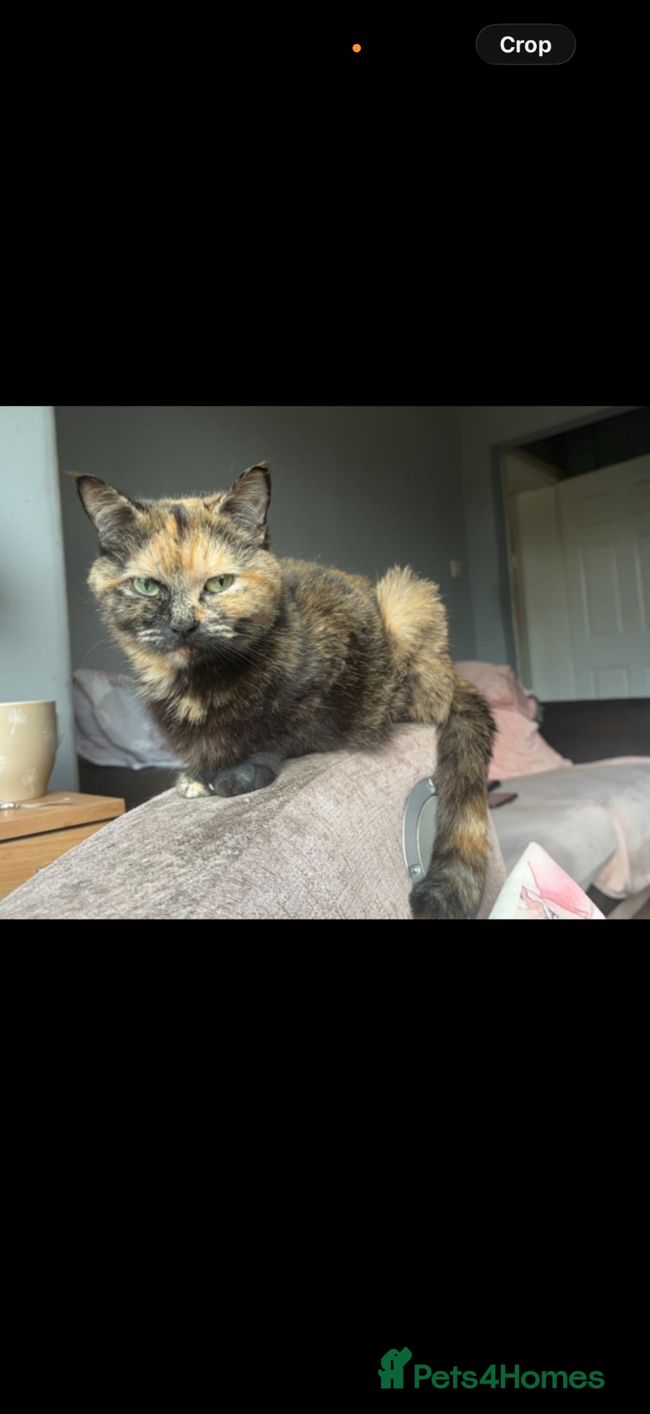 Mixed Breed cats 5 Beautiful Kittens - Advert 2