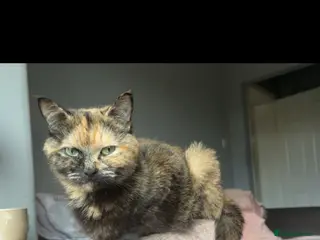 Mixed Breed cats 5 Beautiful Kittens - Advert 2