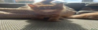 Maine Coon 7
