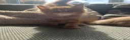 Maine Coon cats for sale: Mainecoon Kittens, ready 08/28! - Advert 37