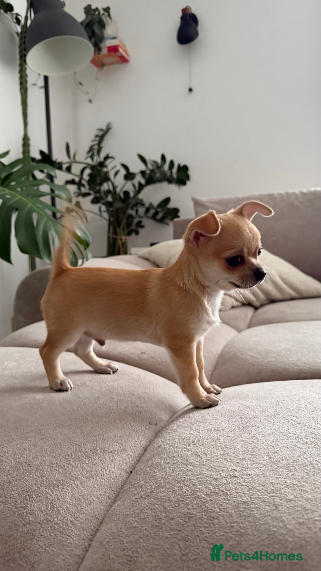 Chihuahua dogs for sale: Chihuahua boys / males  - Advert 6