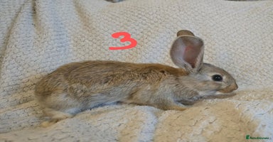 Continental Giant rabbits - Advert 8