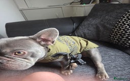 French Bulldog dogs for stud: Stud  - Image 1