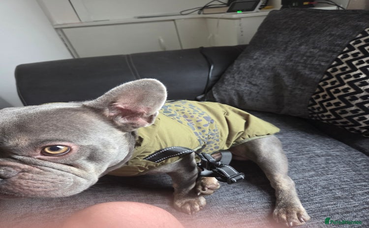 French Bulldog dogs - Advert 1