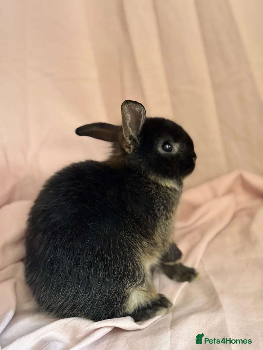 Netherland Dwarf rabbits for sale: Young Netherland dwarf Urgent need of rehoming  - Advert 2