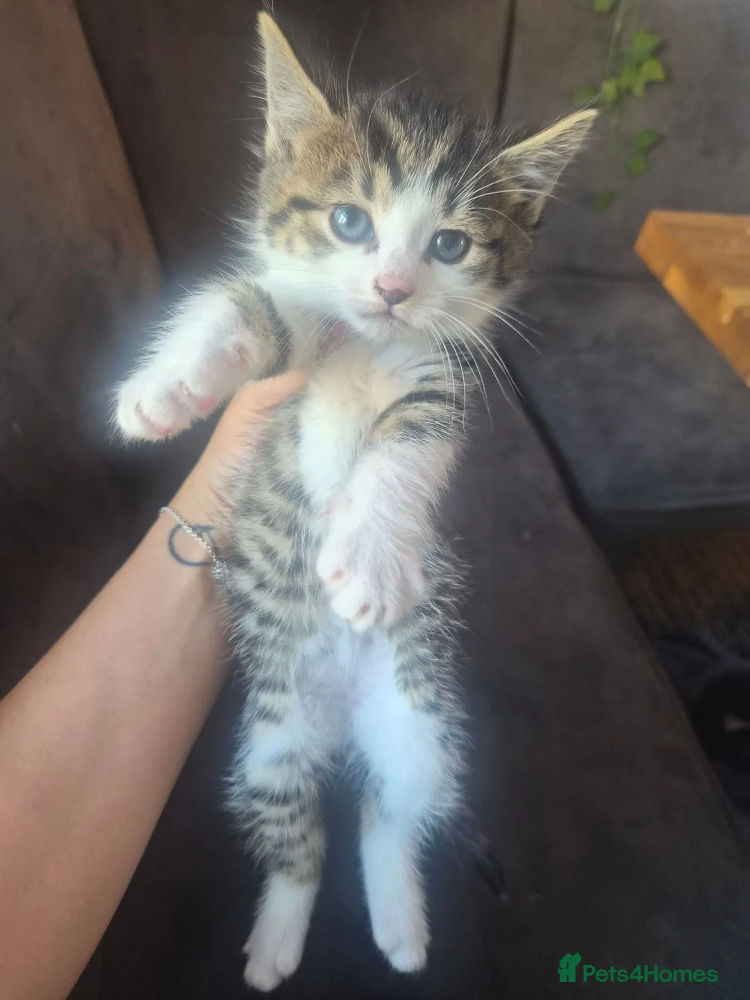 Mixed Breed cats for sale: Fluffy fur babies in Stoke-on-Trent - Advert 8