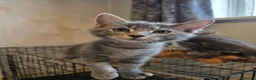 Mixed Breed cats for sale: 3 Norwegian Forrest x Persian Chinchilla kittens - Advert 8