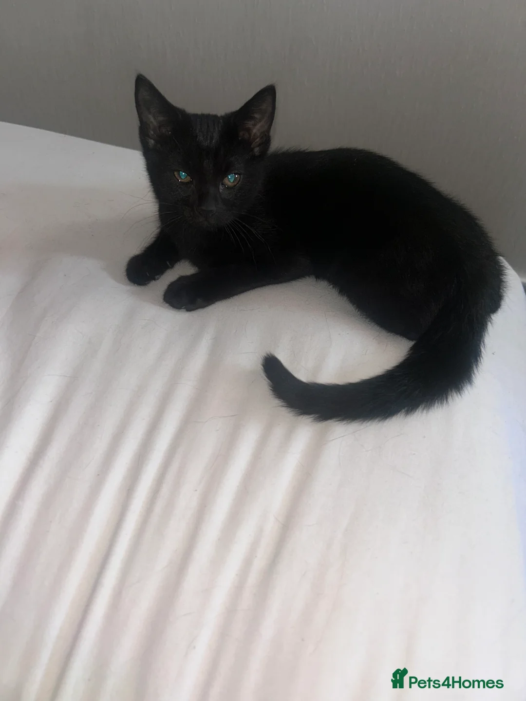 Mixed Breed cats for sale: Last male kitten  - Advert 3