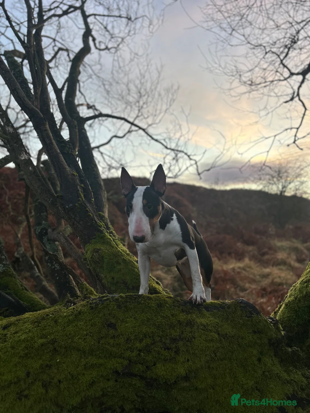 English Bull Terrier dogs for sale: KC registered English bull terrier pups for sale  in Bishop Auckland - Advert 1