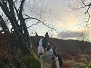 English Bull Terrier dogs KC registered English bull terrier pups for sale - Advert 6