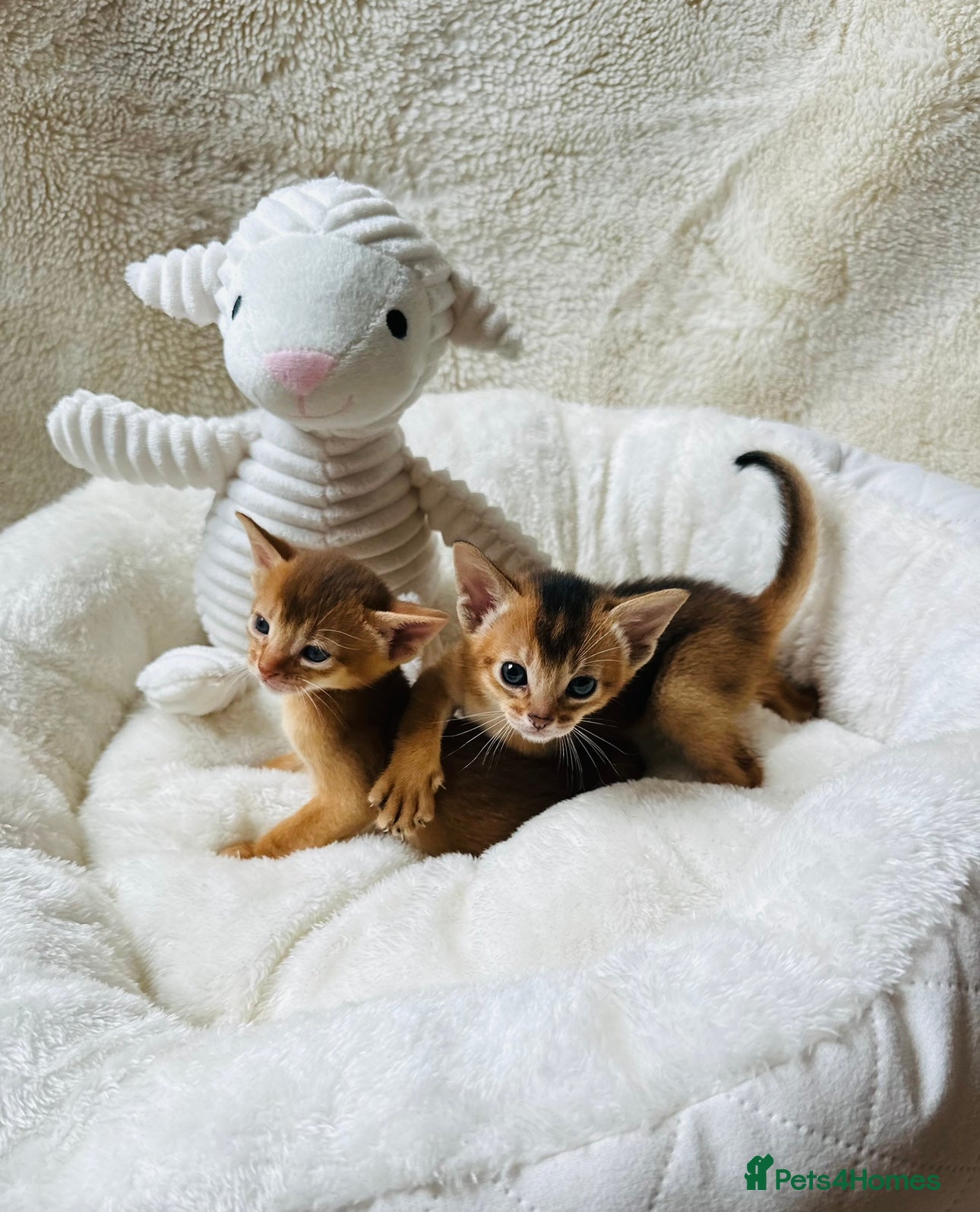 Abyssinian cats 11 Weeks Female 🏆🥇🏵️Top Quality Champion ln  - Advert 1