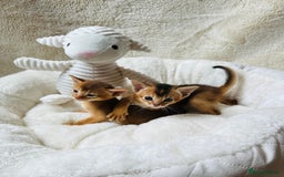 Abyssinian cats for sale: 🏆🥇🏵️Top Quality Champion Lines Abyssinian - Image 15