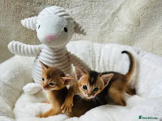 Abyssinian cats 11 Weeks Female 🏆🥇🏵️Top Quality Champion ln - Advert 5