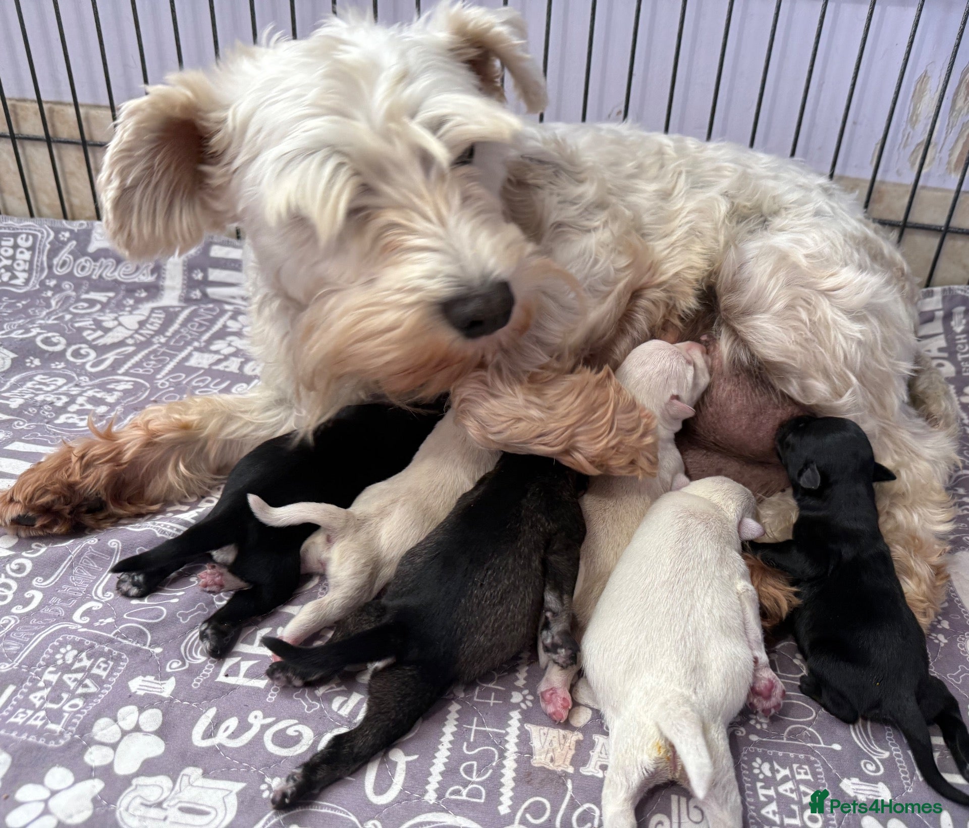 Miniature Schnauzer dogs Beautiful miniature schnauzers - Advert 1