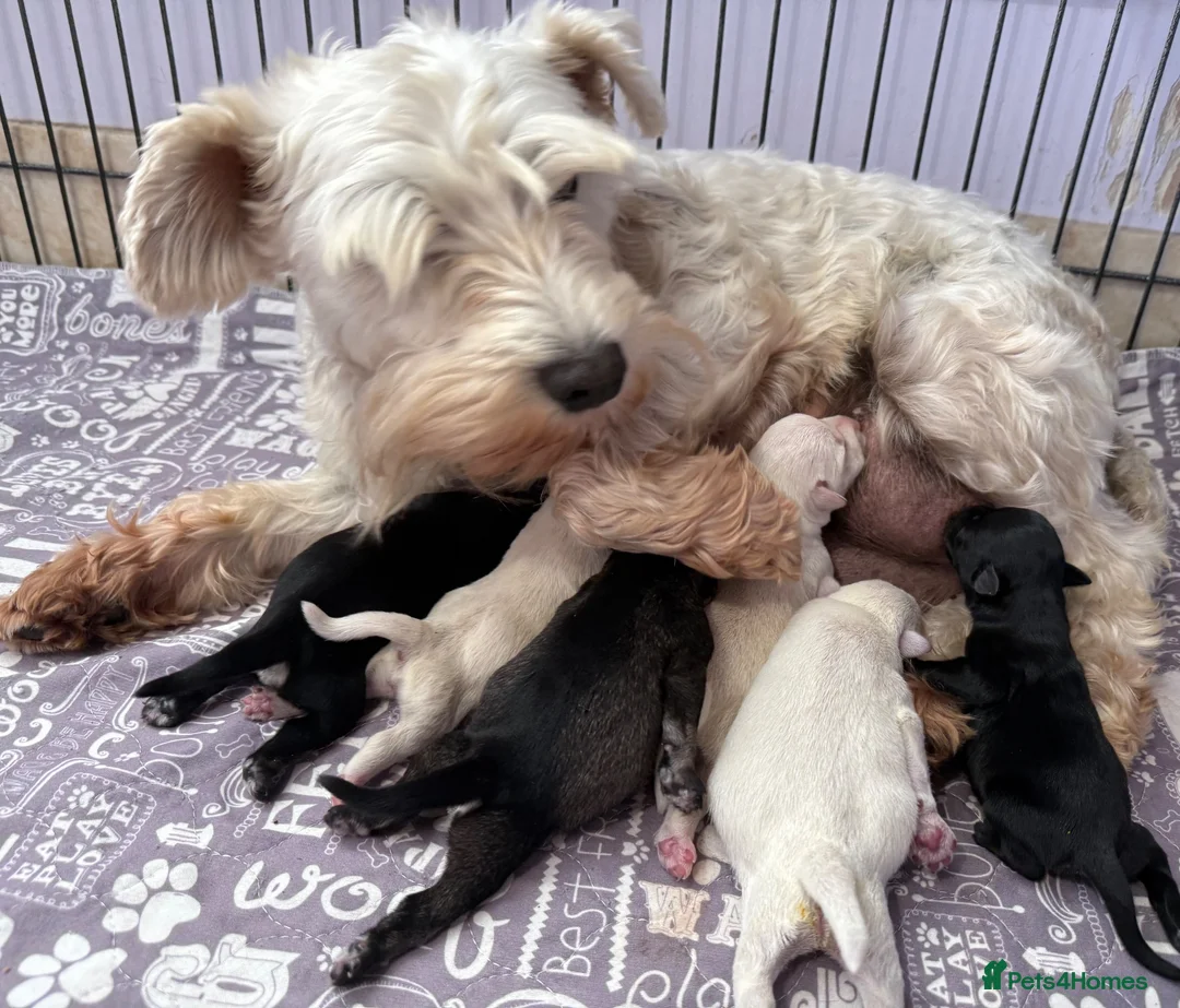 Miniature Schnauzer dogs for sale: Beautiful miniature schnauzers - Advert 1