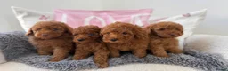 Miniature Poodle dogs for sale: Kc fully health genetic Ruby poodles  - Advert 1