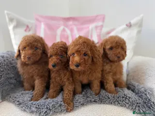 Miniature Poodle dogs for sale: 🧸last two KC registered miniature poodle🧸 - Advert 2