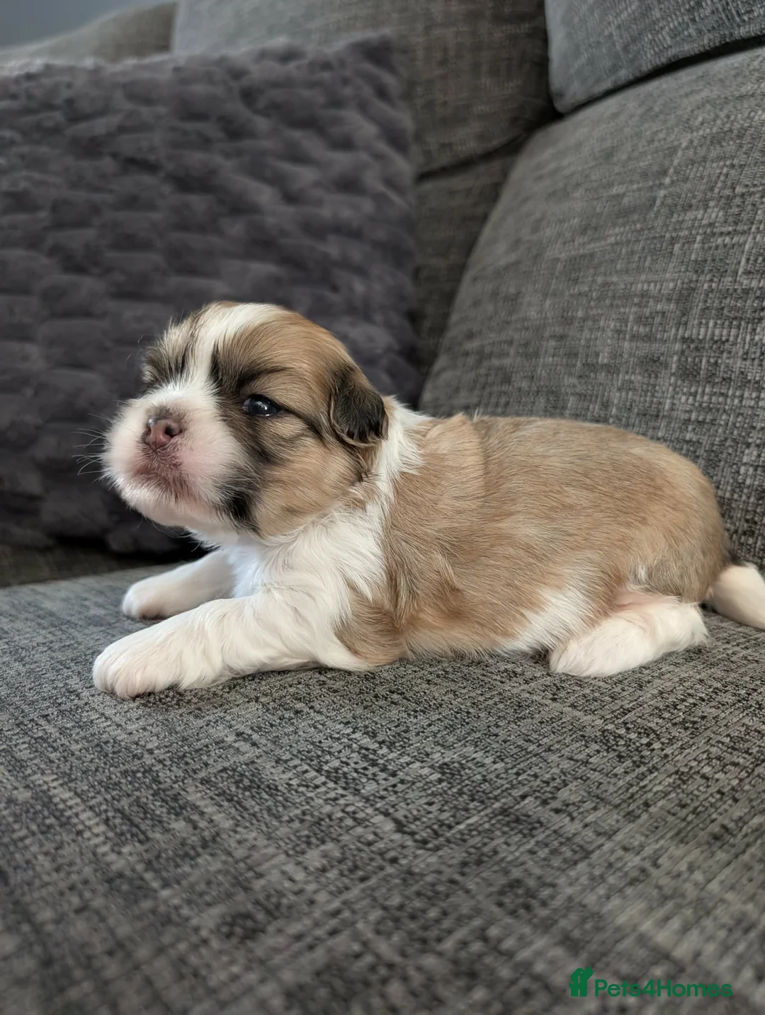 Lhasa Apso dogs for sale: Lhaso's  - Advert 15