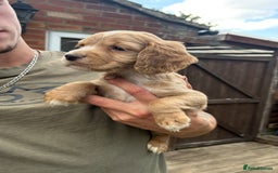 Cocker Spaniel dogs for sale: Kc working cocker spaniel Puppys  in Aylesbury - Image 2