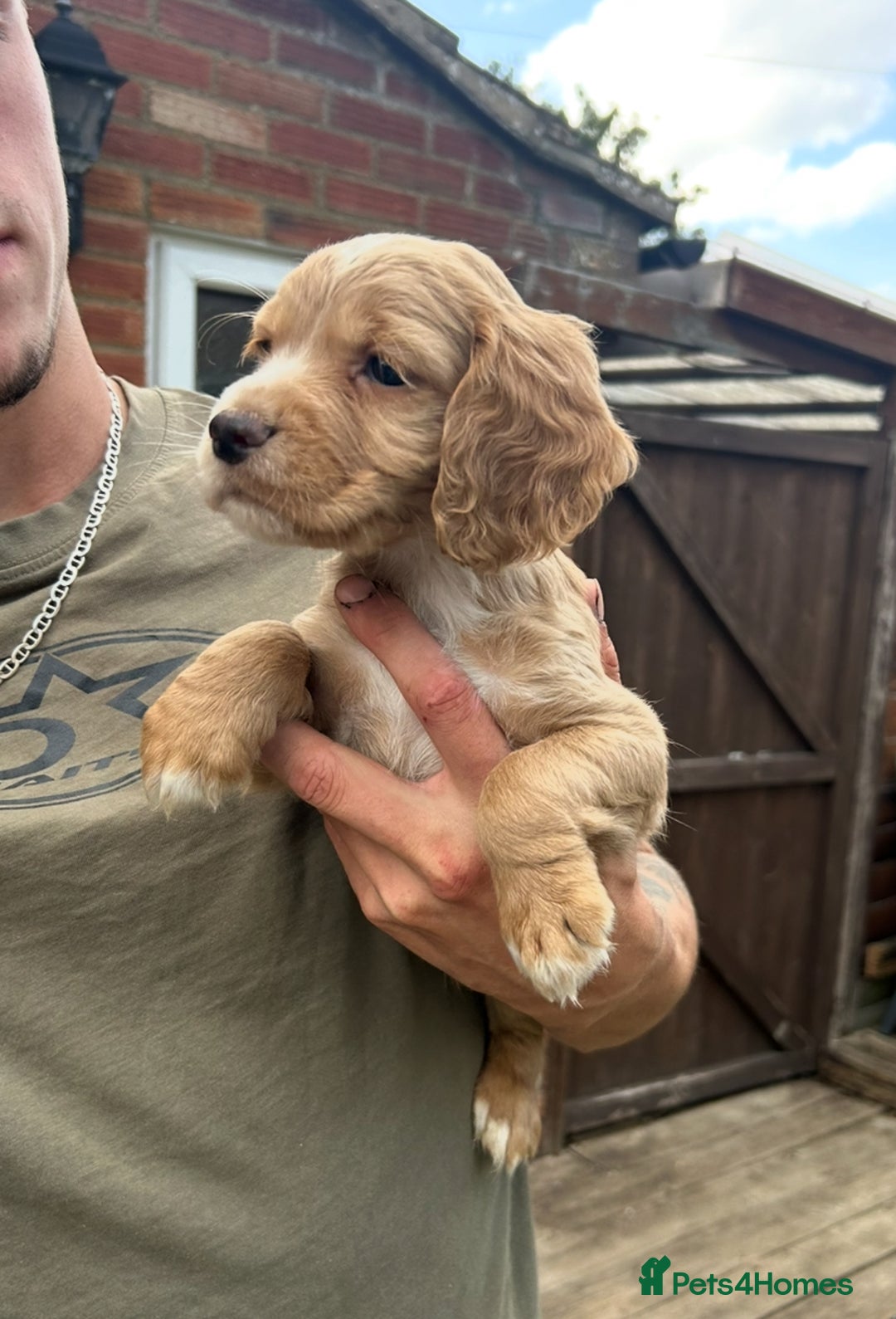 Cocker Spaniel dogs for sale: Kc working cocker spaniel Puppys  in Aylesbury - Image 2