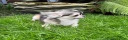 Chihuahua dogs for stud: Thailand KC reg.tiny husky marking boy DNA tested  - Advert 4
