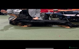 Dachshund dogs for sale: STANDARD LONGHAIR DACHSHUNDS - Image 11