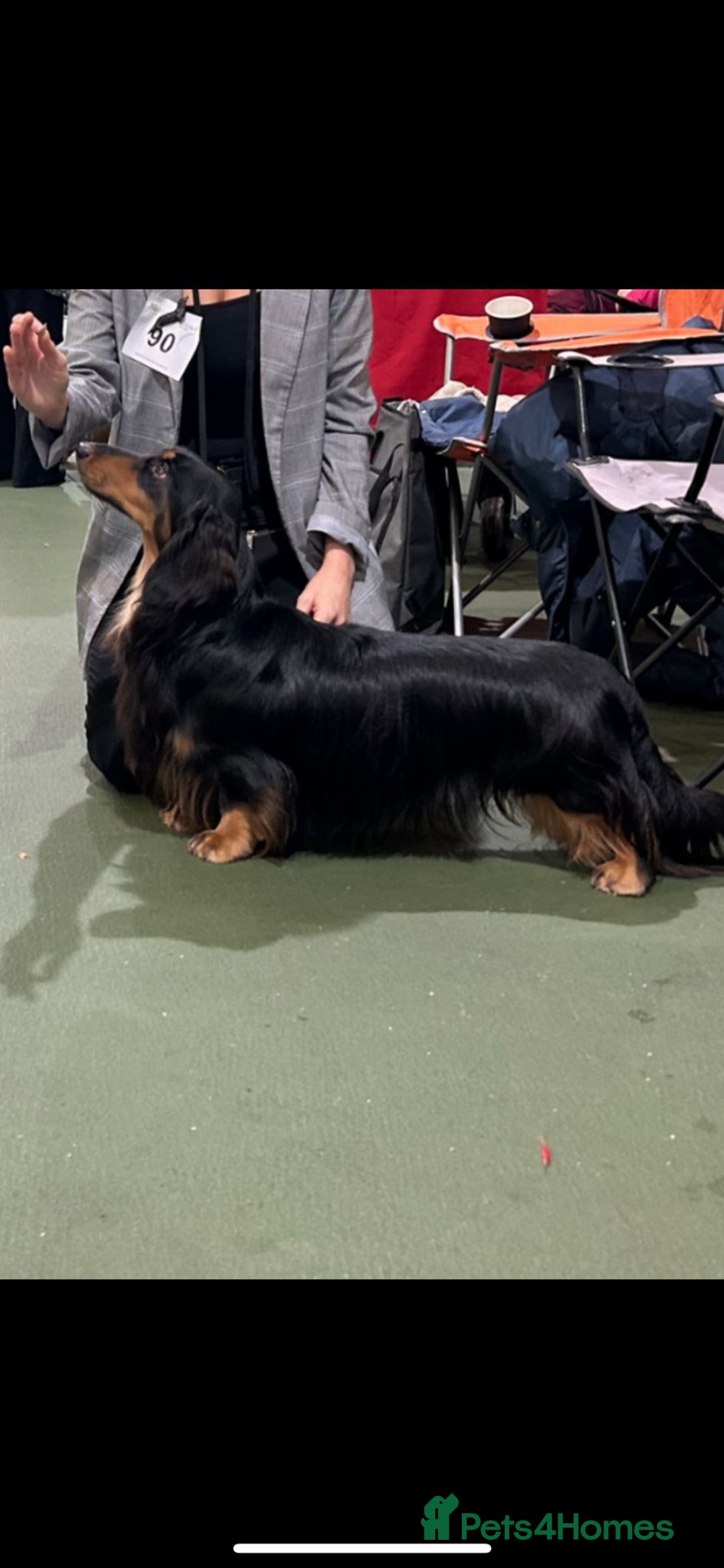 Dachshund dogs for sale: STANDARD LONGHAIR DACHSHUNDS - Image 11
