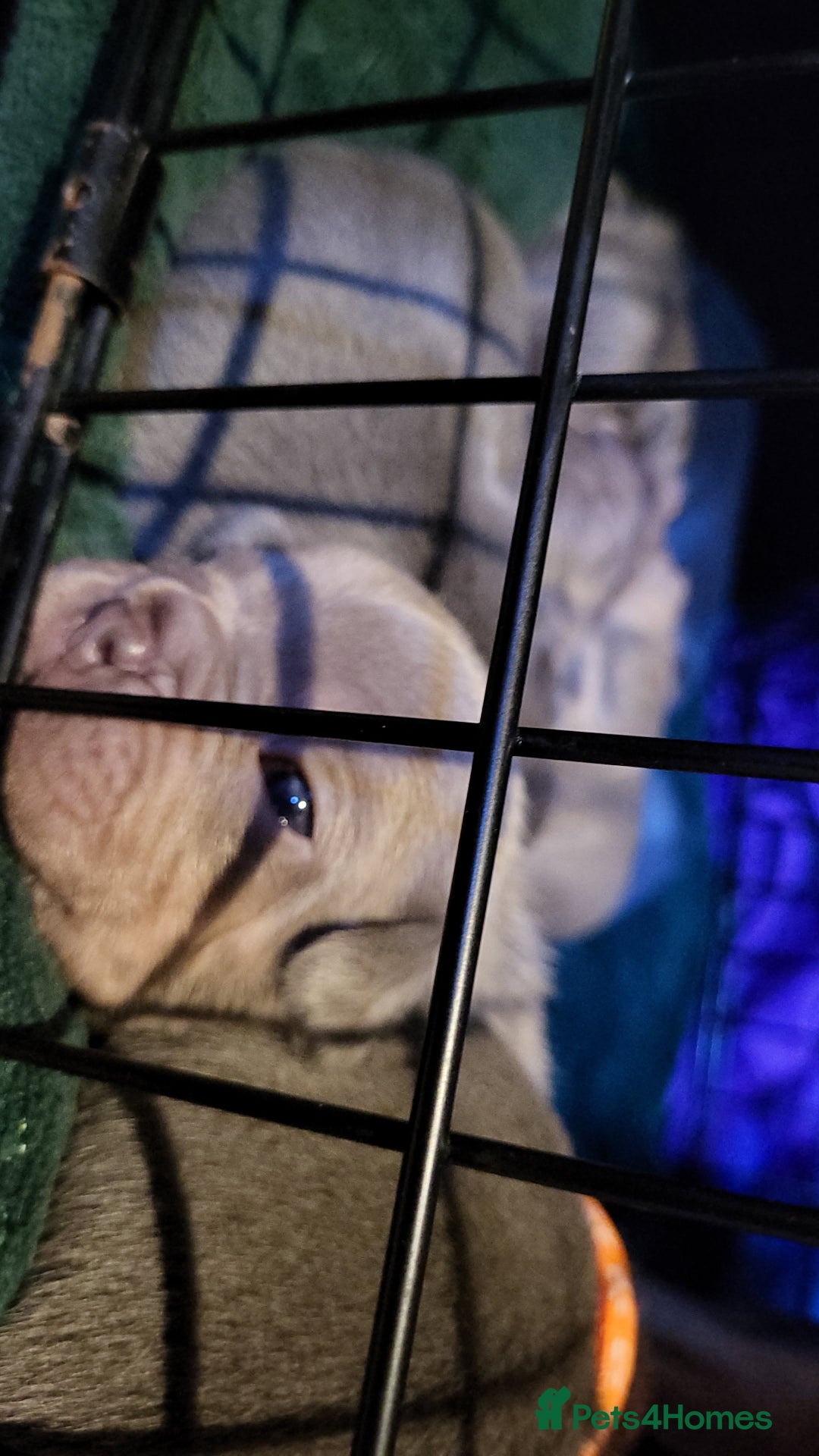 French Bulldog dogs for sale: Frenchie pups  - Advert 10