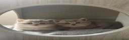 British Shorthair cats for sale: GCCF/TICA British Shorthair Champion line Kittens - Advert 14