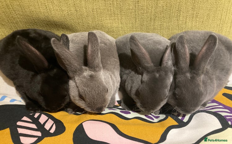 Rex rabbits - Advert 2