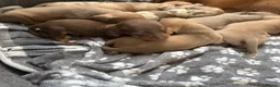 Dachshund dogs for sale: Standard Dachshund Puppies in Eye - Advert 32
