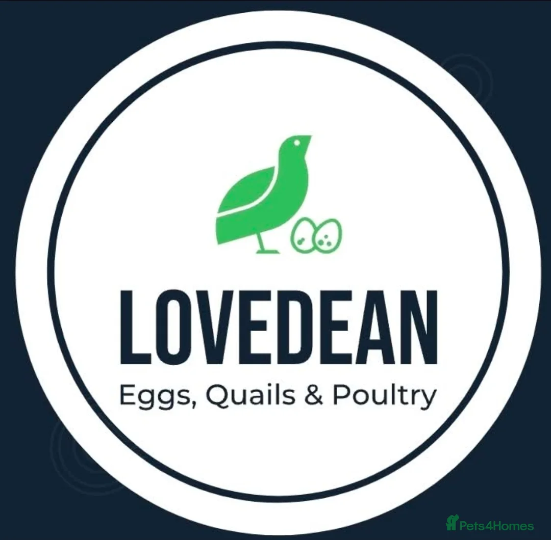 Chickens poultry for sale: Bantams,Quails,ducks & hatching eggs  - Advert 1