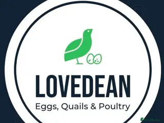 Chickens poultry Bantams,Quails,ducks & hatching eggs - Advert 11