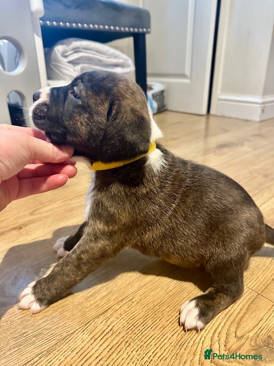 Mixed Breed dogs for sale: Lab- Cane Corso Puppies Looking for Loving Homes - Advert 13