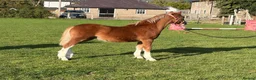 Welsh Section A horses for sale: Section A colt foal  - Advert 5