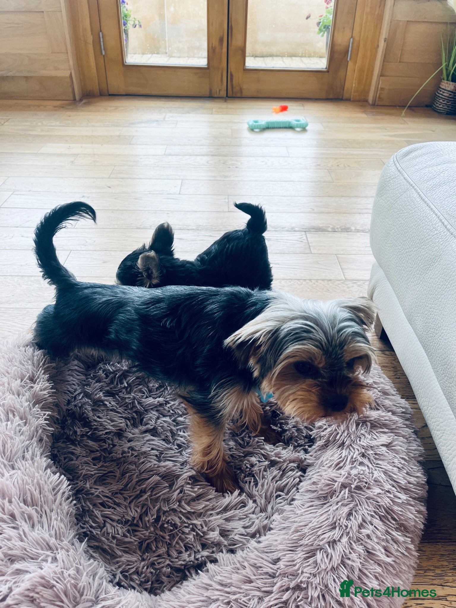 Mixed Breed dogs for sale: 2 female Yorkie pups ready for their forever home  - Advert 13