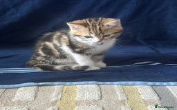 British Shorthair cats for sale: 2 beautiful kittens for sale - Image 3