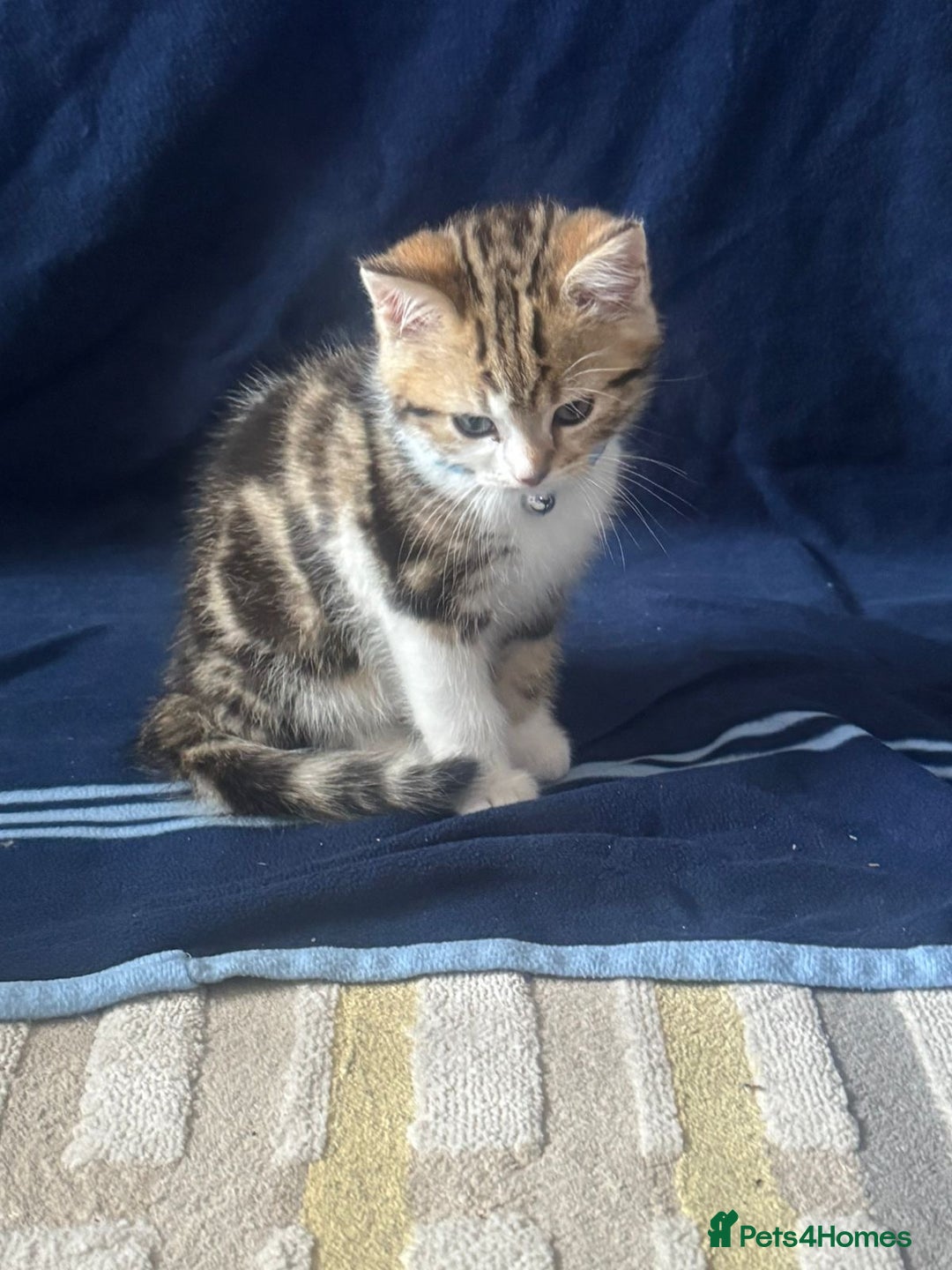 British Shorthair cats for sale: 2 beautiful kittens for sale - Image 3