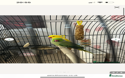 Parakeets birds for sale: Green Male Indian ring neck  - Image 3